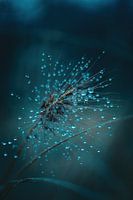 Blue Light