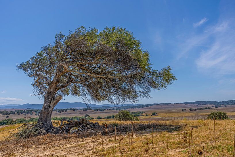 crooked olive tree has been shaped by the wind that always blows there. by Hans Hut