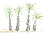 Palms by Sandra Steinke thumbnail