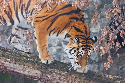 Un beau et fort tigre en gros plan. Un tigre sur un arbre tombé, sur fond de plantes et de roches fa