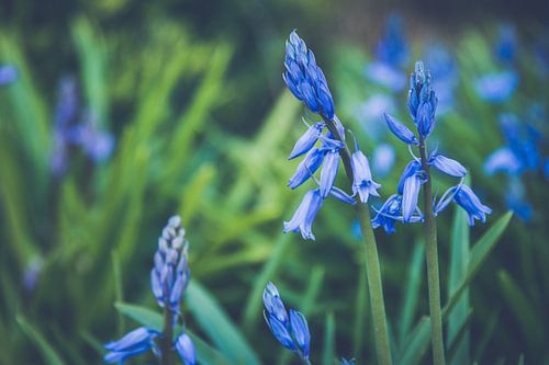 Close-up van Boshyacinten