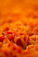 Tulpenzee
