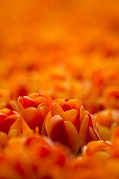 Tulip Sea by Joram Janssen