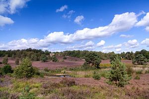 Splendeur violette sur la Brunsummerheide en été
