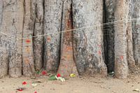 Bodhiboom met bloemen, India