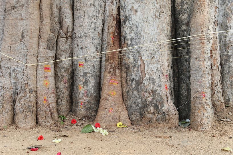 Arbre de la Bodhi avec des fleurs, Inde par Danielle Roeleveld