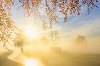 Een prachtige mist hangt over het landschap bij Landgoed Nienoord in Leek van Bas Meelker thumbnail