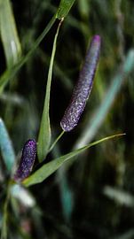Wiesenschwingel, Phleum pratense von Ankie Kooi