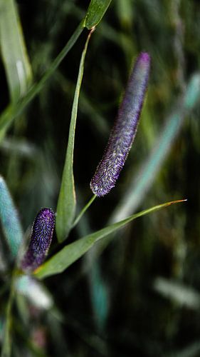 Fléole des prés, Phleum pratense