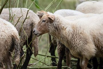 Zijaanzicht van een schaap in een kudde van Peter de Kievith Fotografie