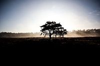 Einsamer Baum an einem sonnigen Morgen