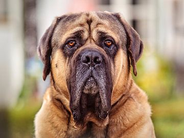 Portret van een hond. van Rob Boon