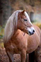 Haflinger in den Wäldern