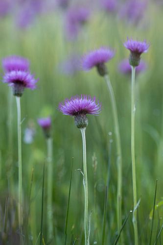Distel