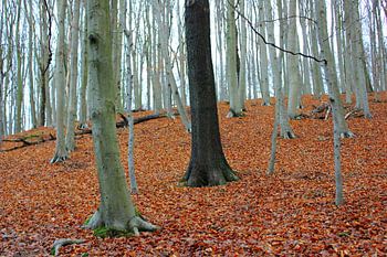 Black tree in a forest of white trees