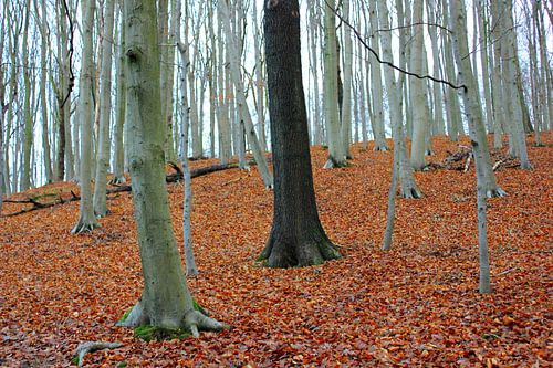 Black tree in a forest of white trees