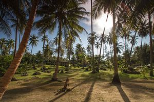 Palmengarten auf Ko Kut