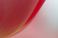 abstracte tulp