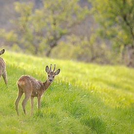 "Rehe auf einer Waldlichtung" von Madleen Sophie