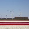 a red and white tulip field with modern wind turbines by W J Kok