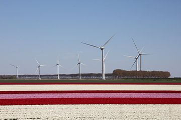 a red and white tulip field with modern wind turbines