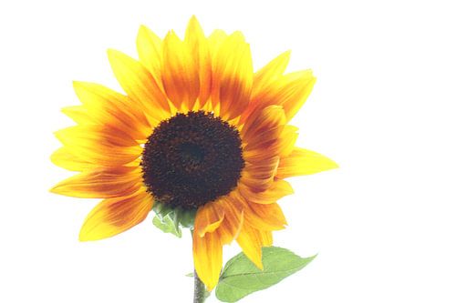 Sonnenblume in Flammen