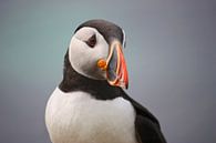 [impressions of scotland] - puffin portrait II van Meleah Fotografie thumbnail