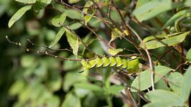 Privet hawk moth