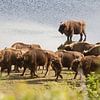 Herd of bison at the waterfront | Kraansvlak, North-Holland by Dylan gaat naar buiten