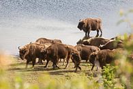 Troupeau de bisons au bord de l'eau | Kraansvlak, North-Holland par Dylan gaat naar buiten Aperçu