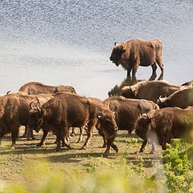 Kudde bizons aan het water | Kraansvlak, Noord-Holland van Dylan gaat naar buiten