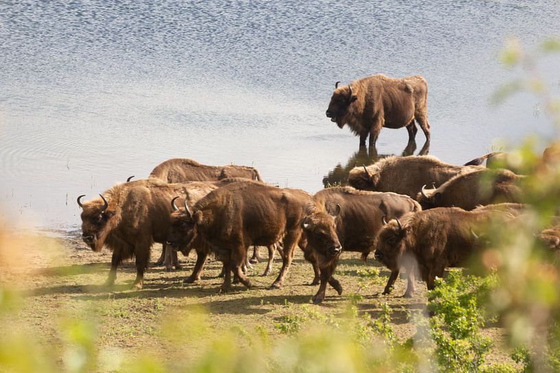 Troupeau de bisons au bord de l'eau | Kraansvlak, North-Holland par Dylan gaat naar buiten