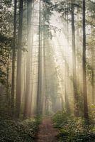 forêt magique