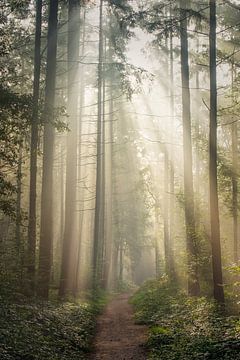forêt magique sur Danielle de Graaf