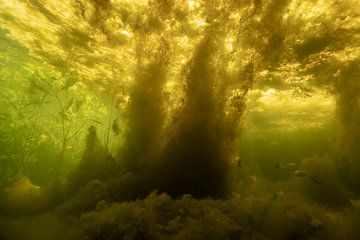 Algae landscape by Matthijs de Vos