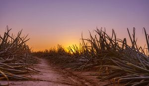 Zwiebelfeld bei Sonnenaufgang in Simpelveld