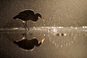 Nachtelijke vissende Blauwe Reiger (Ardea cinerea) van AGAMI Photo Agency