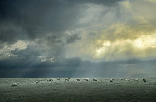 Début de matinée à la ferme