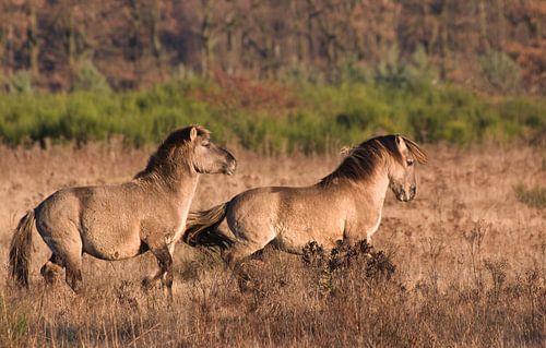 Konikspaarden op Plantage Willen III