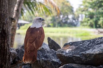 Eagle in India. by Floyd Angenent