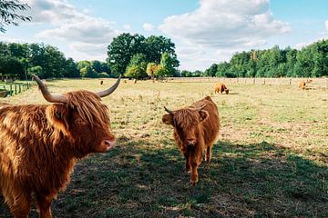 Schotse Hooglanden in Bünde