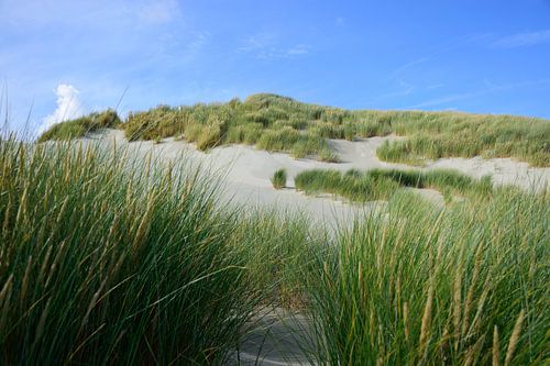 Ongerepte duinen