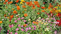 Blumenbeet mit verschiedenen Farben Zinnia's