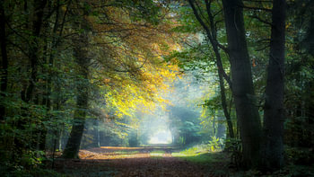 Prachtig lichtinval in het bos.