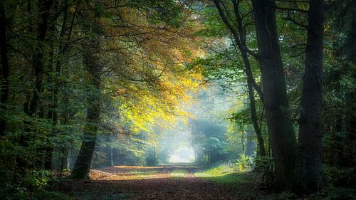 Prachtig lichtinval in het bos.