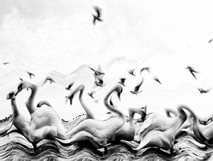 Swans Waves, Silvia Dinca sur 1x
