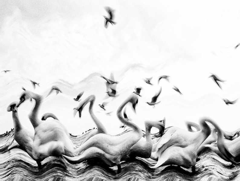 Swans waves by Silvia Dinca