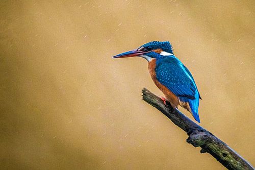 Eisvogel von Peter Malaise