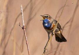 Blaukehlchen von Anton Kloof