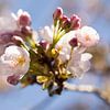 Spring blossom by Ada Zyborowicz